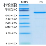 Mouse CD73/NT5E Protein (CD7-MM173)