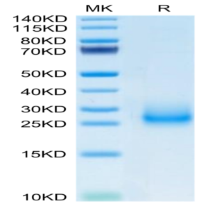 Mouse CD7 Protein (CD7-MM201)