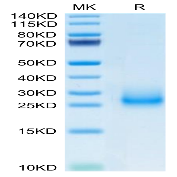 Mouse CD7 Protein (CD7-MM201)