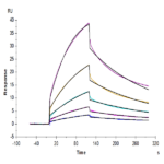 Mouse CD47 Protein (CD7-MM247)