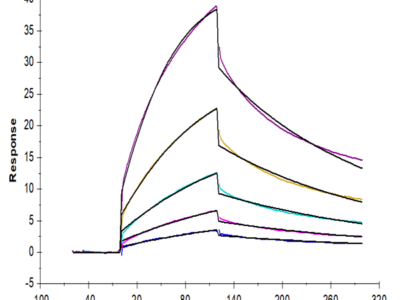 Mouse CD47 Protein (CD7-MM247)