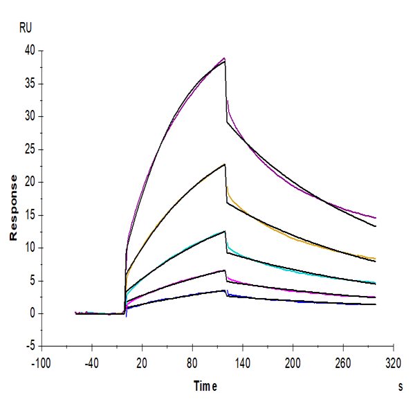 Mouse CD47 Protein (CD7-MM247) Mouse CD47 Protein (CD7-MM247)