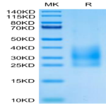 Cynomolgus CD83 Protein (CD8-CM183)