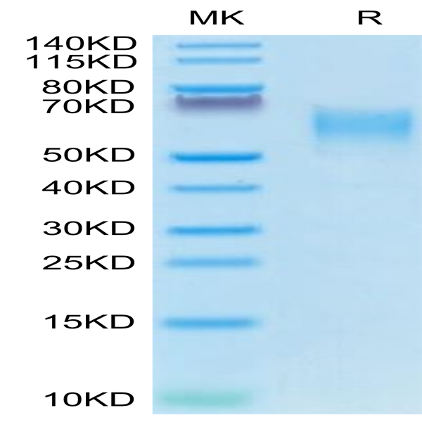 Canine CD28 Protein (CD8-CM328)