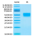 Human CD89 Protein (CD8-HM189)