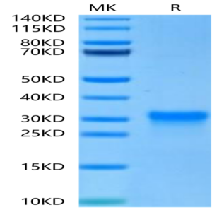 Human CD8 alpha/CD8A Protein (CD8-HM18A)