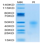Human CD28H/IGPR-1 Protein (CD8-HM18H)