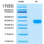 Human CD8 alpha&beta Heterodimer Protein (CD8-HM1AB)