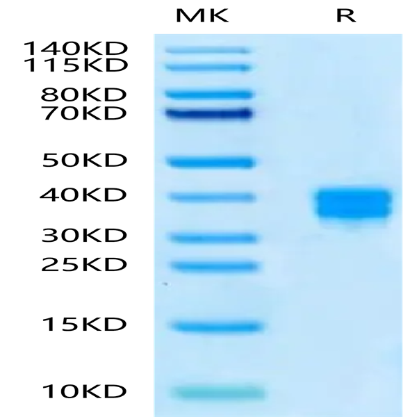 Human CD8 alpha&beta Heterodimer Protein (CD8-HM1AB)