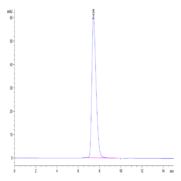 Human CD28H/IGPR-1 Protein (CD8-HM28H)