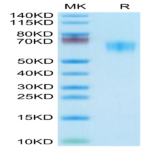 Human/Cynomolgus/Rhesus macaque CD28 Protein (CD8-HM328)