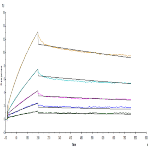 Human/Cynomolgus/Rhesus macaque CD28 Protein (CD8-HM428)