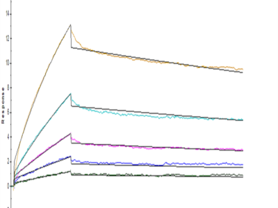 Human/Cynomolgus/Rhesus macaque CD28 Protein (CD8-HM428)