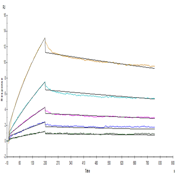 Human/Cynomolgus/Rhesus macaque CD28 Protein (CD8-HM428) Human/Cynomolgus/Rhesus macaque CD28 Protein (CD8-HM428)