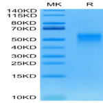 Human/Cynomolgus/Rhesus macaque CD28 Protein (CD8-HM428)