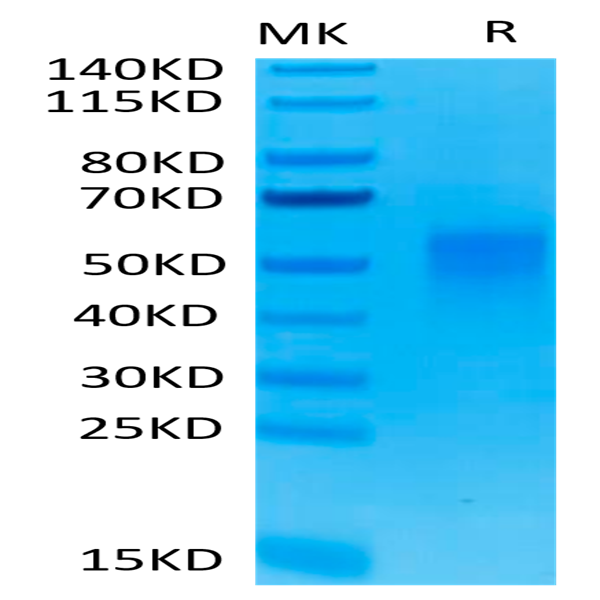 Biotinylated Human/Cynomolgus/Rhesus macaque CD28 Protein (CD8-HM428B)