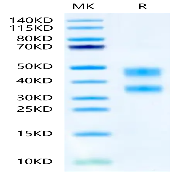 Mouse CD8 alpha&beta Heterodimer Protein (CD8-MM1AB)