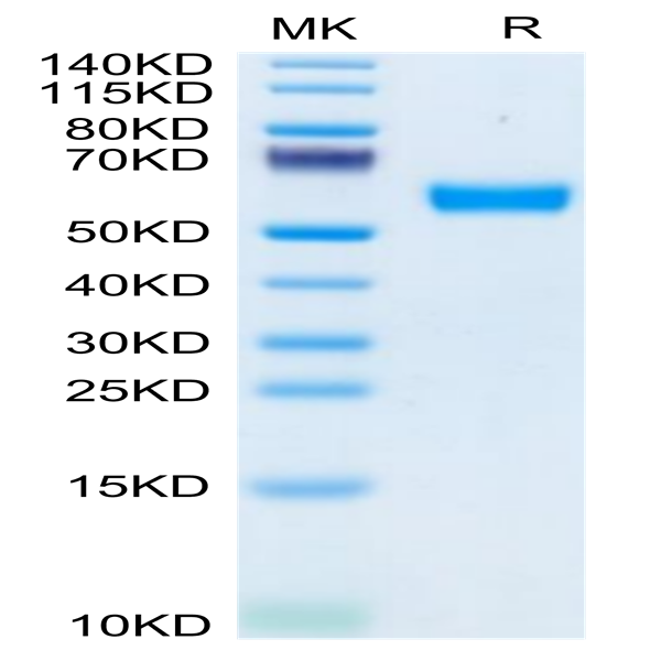 Mouse CD83 Protein (CD8-MM283)