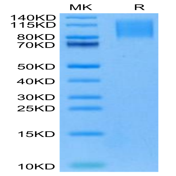 Cynomolgus CD96/TACTILE Protein (CD9-CM196)