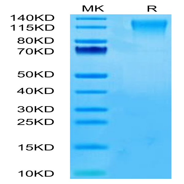 Human CD96/TACTILE Protein (CD9-HM196)