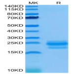 Human CD99/MIC2 Protein (CD9-HM199)