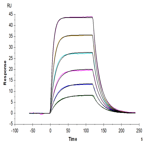 Human CD96/TACTILE (C110S) Protein (CD9-HM19S) Human CD96/TACTILE (C110S) Protein (CD9-HM19S)