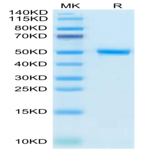 Human CD99/MIC2 Protein (CD9-HM299)