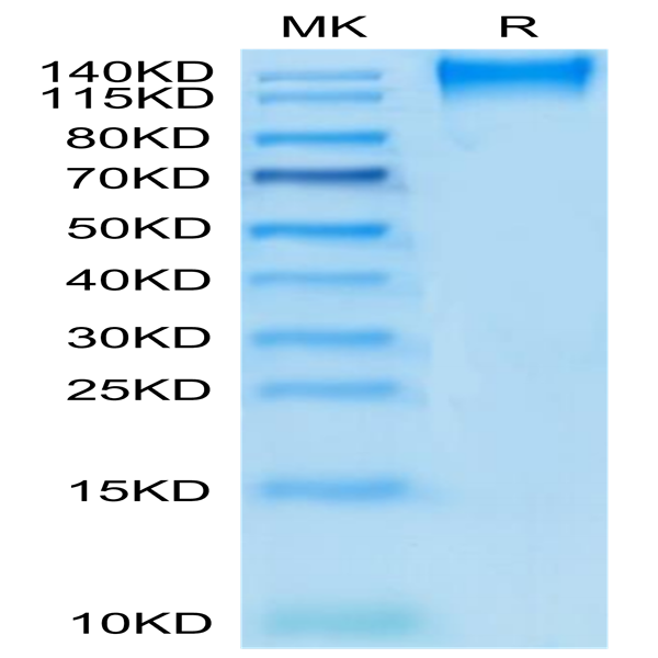 Human CD96/TACTILE Protein (CD9-HM396)
