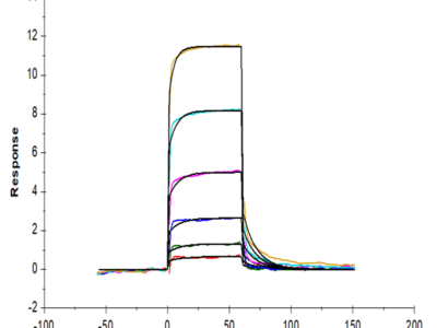 Biotinylated Human CD93/C1q R1 Protein (CD9-HM493B)