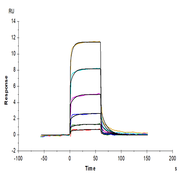 Biotinylated Human CD93/C1q R1 Protein (CD9-HM493B)