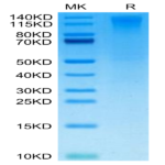 Biotinylated Human CD96/TACTILE Protein (CD9-HM496B)
