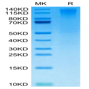 Biotinylated Human CD96/TACTILE Protein (CD9-HM496B)