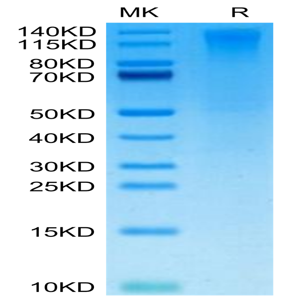 Biotinylated Human CD96/TACTILE Protein (CD9-HM496B)