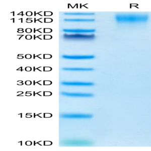 Mouse CD96/TACTILE Protein (CD9-MM196)