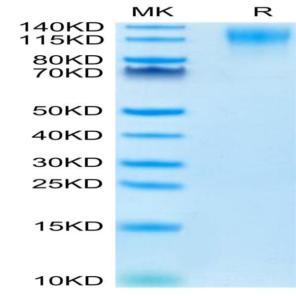 Mouse CD96/TACTILE Protein (CD9-MM196)