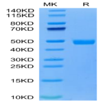 Cynomolgus CD300A Protein (CDA-CM101)