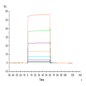 Cynomolgus Fc gamma RIIA/CD32a Protein (CDA-CM132)