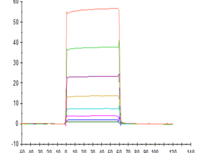 Cynomolgus Fc gamma RIIA/CD32a Protein (CDA-CM132)