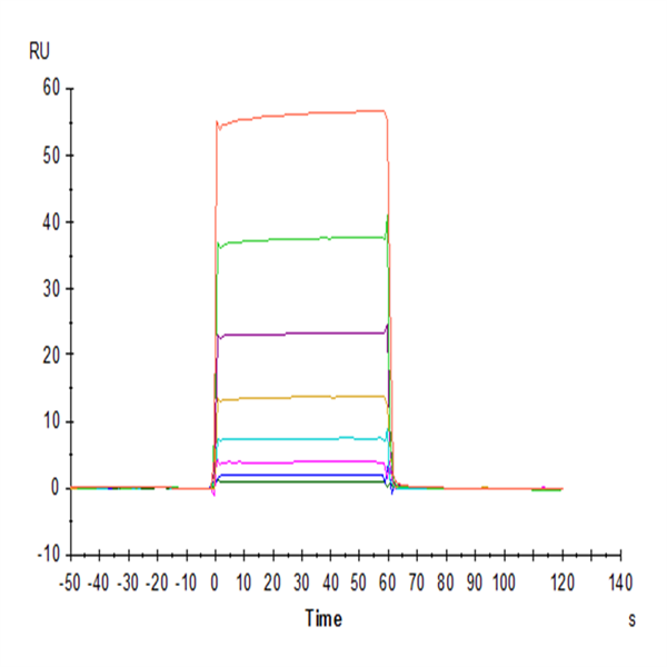 Cynomolgus Fc gamma RIIA/CD32a Protein (CDA-CM132)