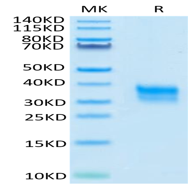 Cynomolgus Fc gamma RIIA/CD32a Protein (CDA-CM132)