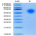 Biotinylated Cynomolgus CD300A Protein (CDA-CM601B)