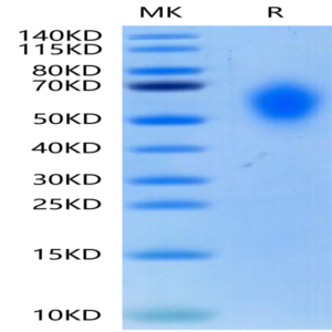 Biotinylated Cynomolgus CD300A Protein (CDA-CM601B)