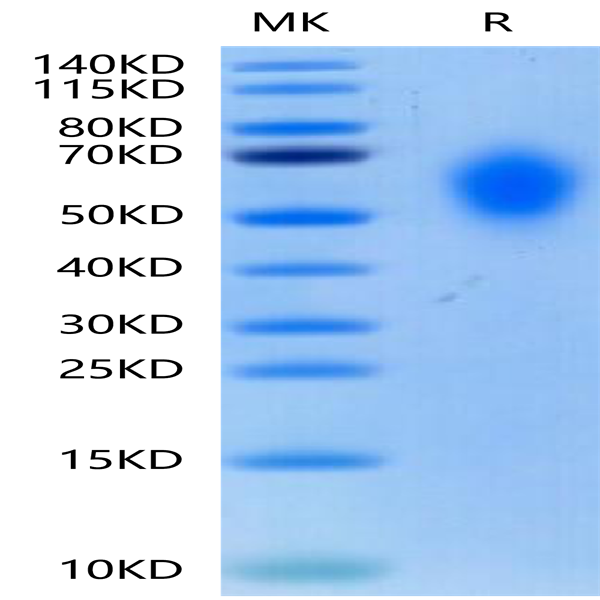 Biotinylated Cynomolgus CD300A Protein (CDA-CM601B)