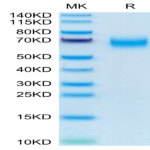 Human CD300A Protein (CDA-HM201)