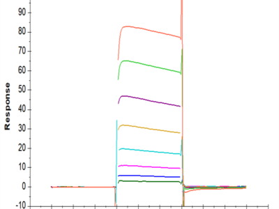 Human Fc gamma RIIA/CD32a (H167) Protein (CDA-HM432)