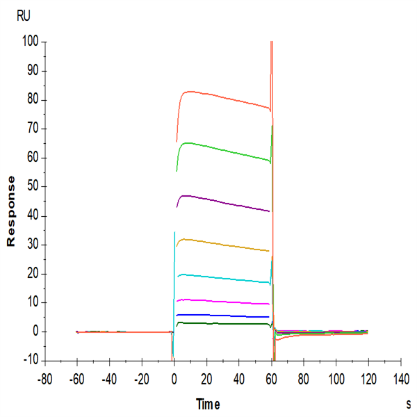 Human Fc gamma RIIA/CD32a (H167) Protein (CDA-HM432)