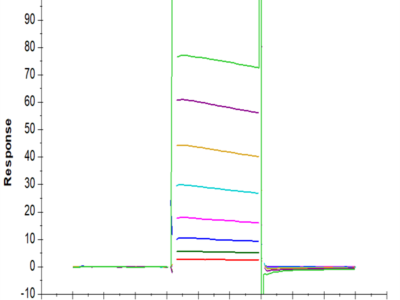 Biotinylated Human Fc gamma RIIA/CD32a (H167) Protein (CDA-HM432B)