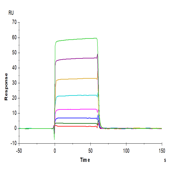 Biotinylated Human Fc gamma RIIA/CD32a (H167) Protein (CDA-HM432B)