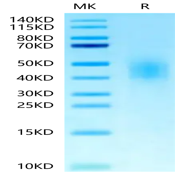 Biotinylated Human CD300A Protein (CDA-HM601B)