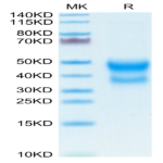 Mouse CD300A Protein (CDA-MM101)